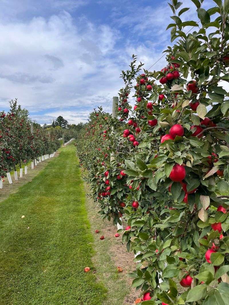Aamodt's Apple Farm, Stillwater, MN Aamodt's Apple Farm, Stillwater, MN