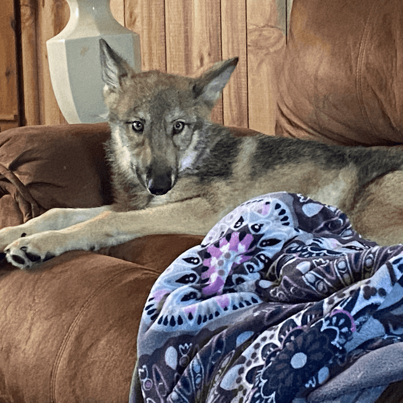 Adopting A Wolf Dog Is A Serious Matter