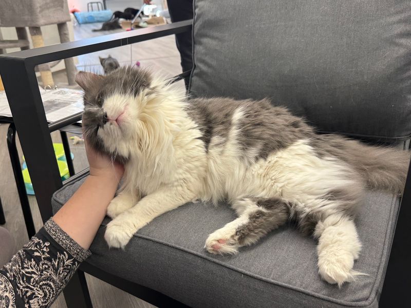 Adoption Without a Rushed Decision