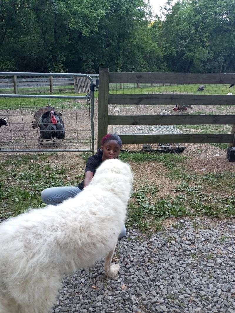 Adoption and Fostering Done Carefully Adoption and Fostering Done Carefully