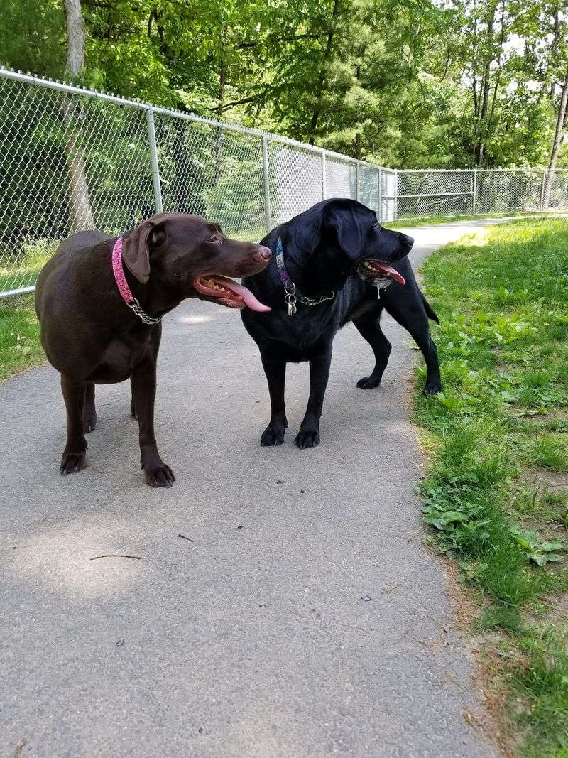 Agawam Dog Park Agawam Dog Park