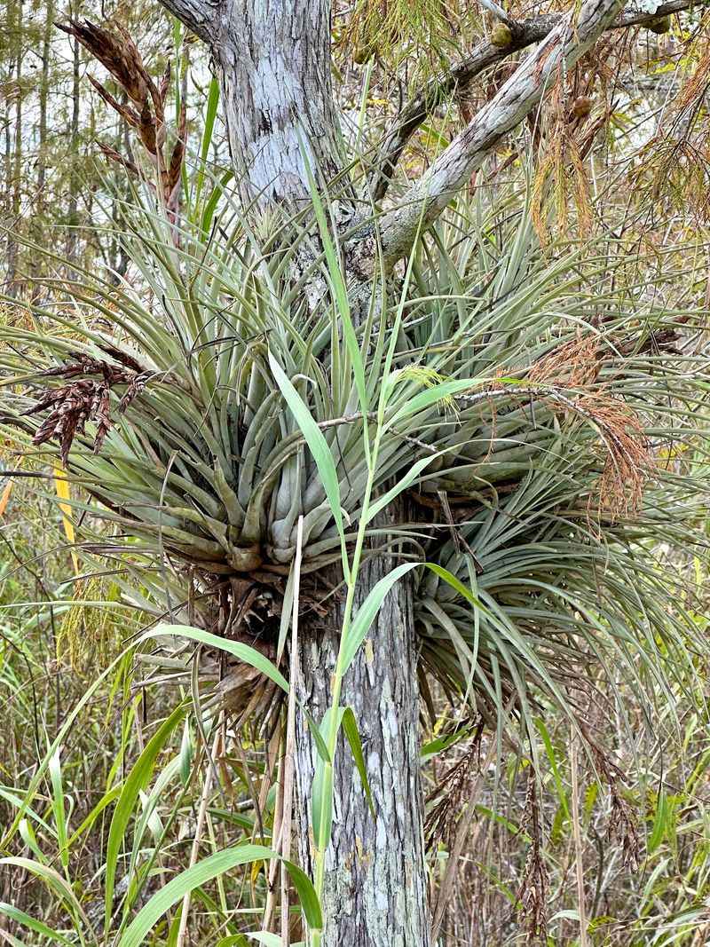 Air Plants, Cypress, and a Living Classroom
