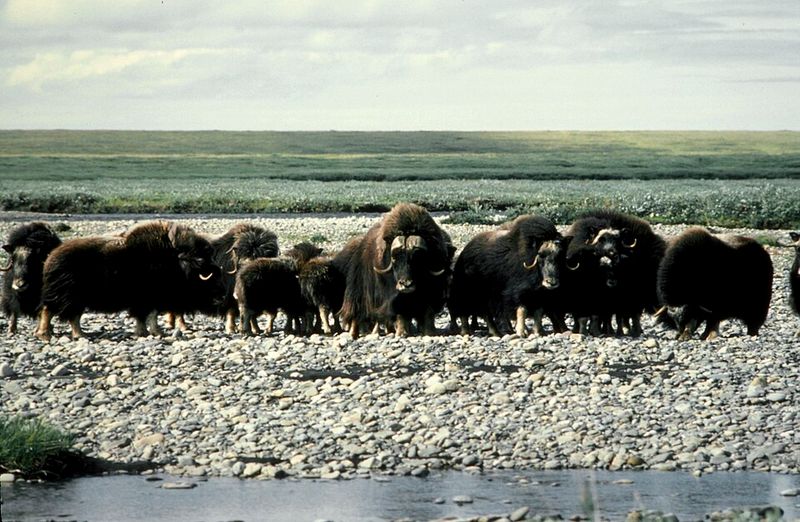 Alaska: Muskox, Arctic National Wildlife Refuge, Alaska Alaska: Muskox, Arctic National Wildlife Refuge, Alaska