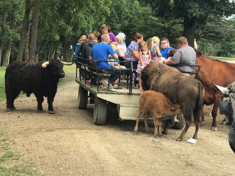 All Aboard the Wagon Ride