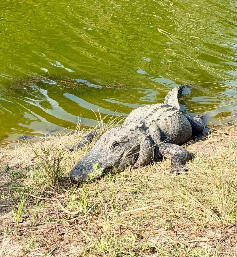 Alligators on the Island