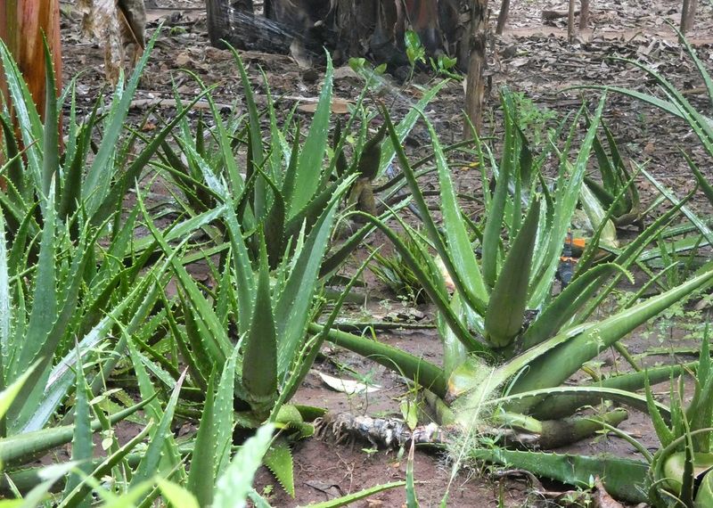 Aloe Vera for Minor Burns Aloe Vera for Minor Burns
