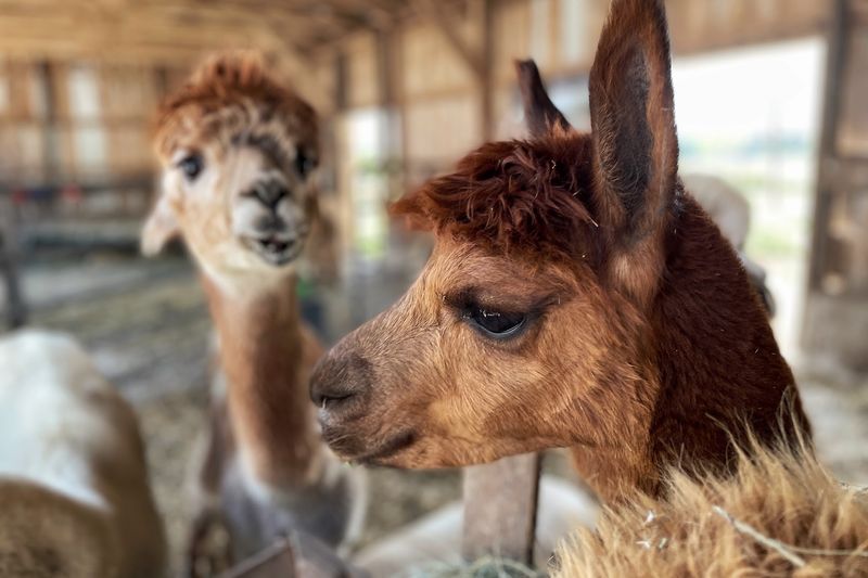 Alpaca Pines llc Farm and Fiber Mill, Poplar Grove, IL Alpaca Pines llc Farm and Fiber Mill, Poplar Grove, IL