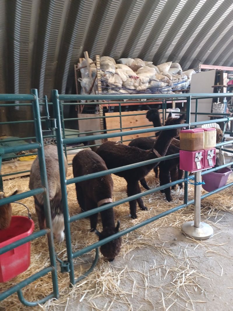 Alpaca Socks, Yarn, And A Store Worth Browsing