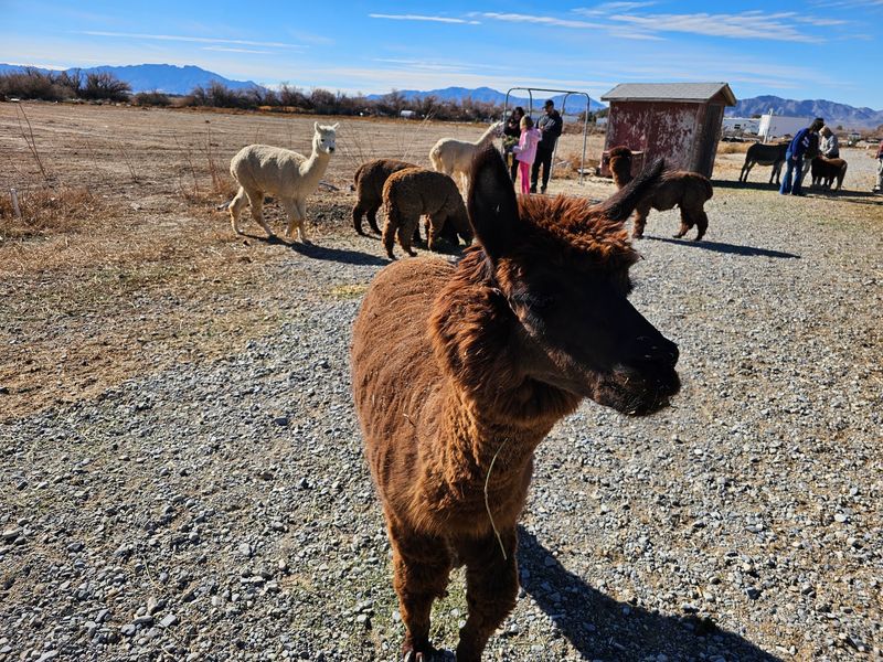 Alpacas Steal The Show
