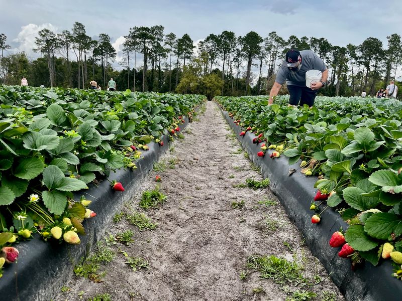 Amber Brooke Farms, Florida, Eustis