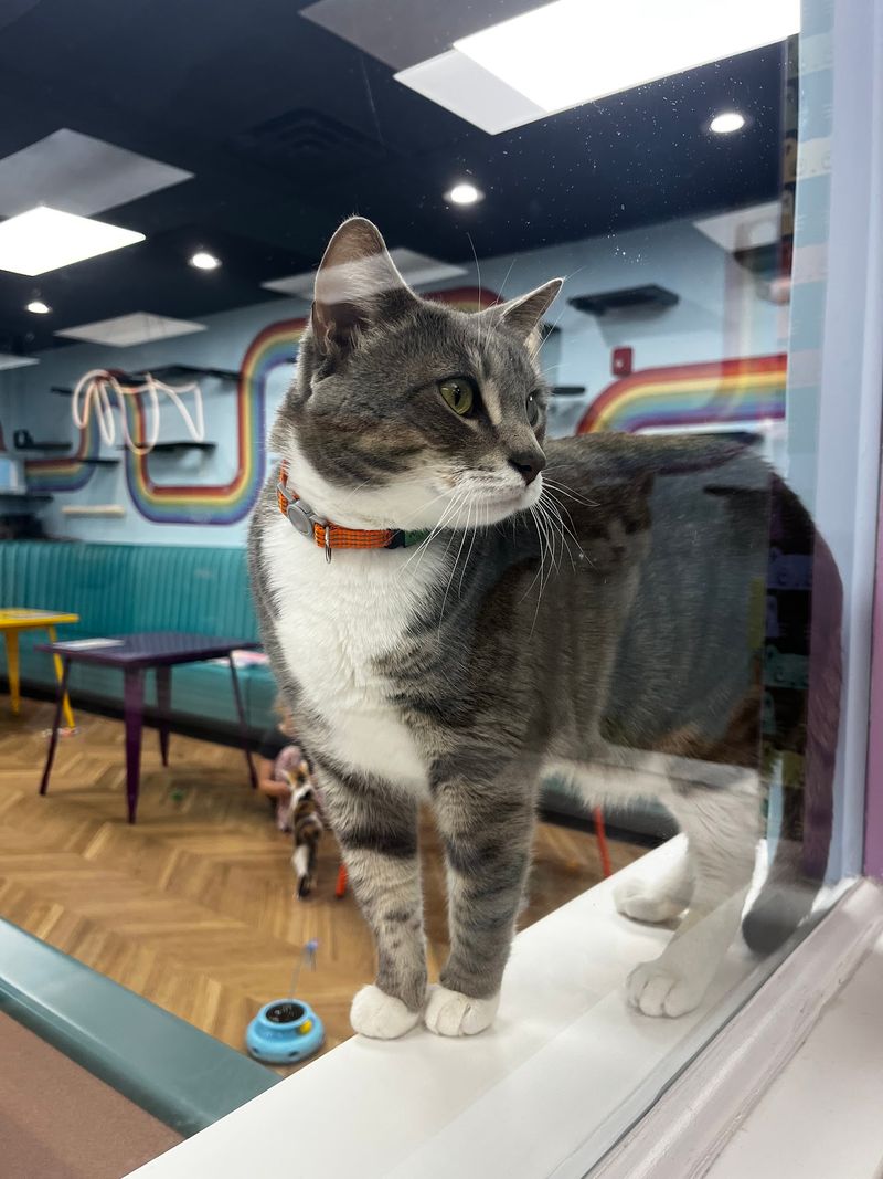 An Adoption Story With an Unconfirmed Total
