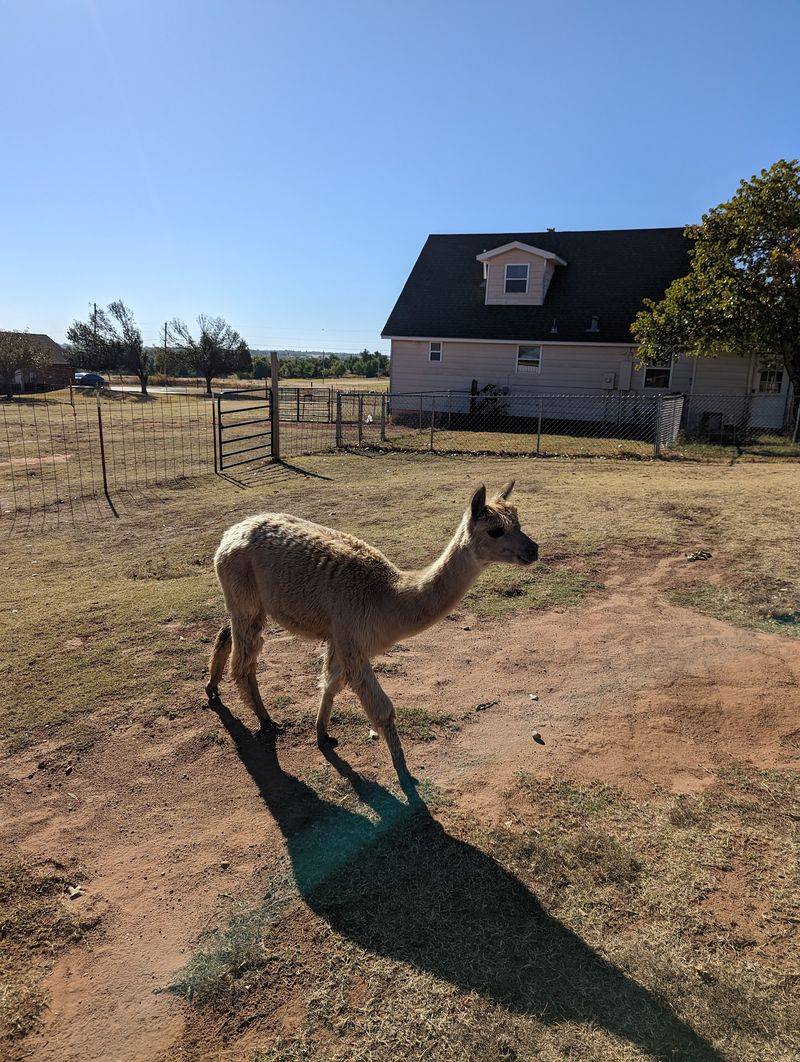 An Alpaca Ranch on the Edge of the Oklahoma City Metro An Alpaca Ranch on the Edge of the Oklahoma City Metro
