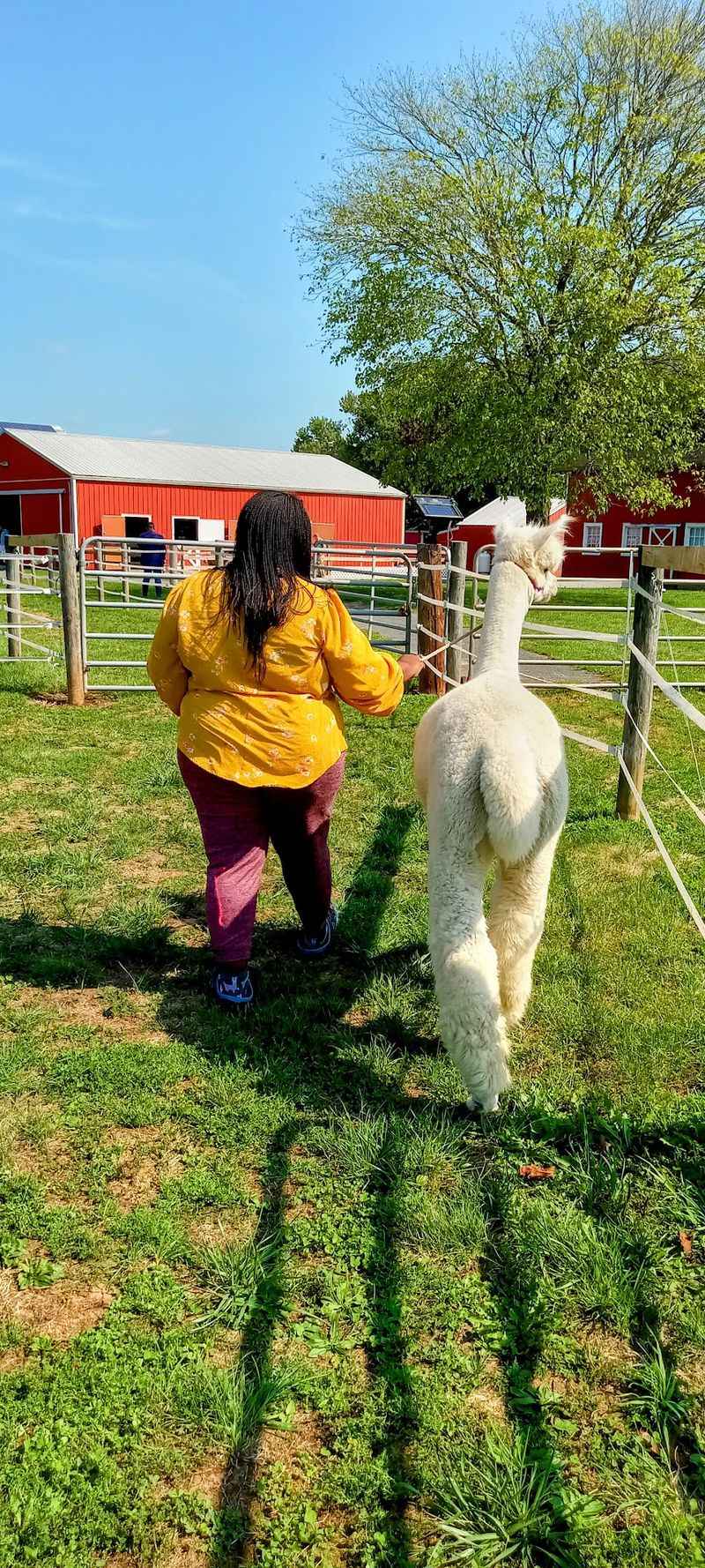 An Alpaca on the Walking Schedule