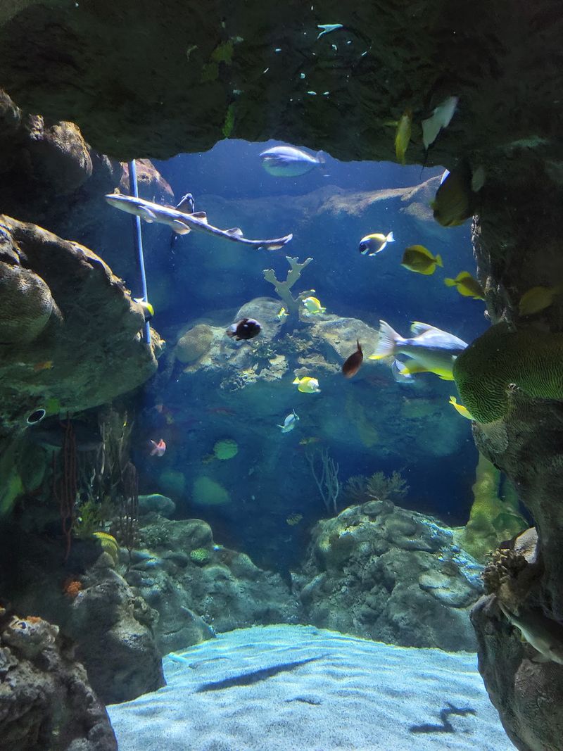 An Ocean Hiding Under The Biggest Mall In Minnesota