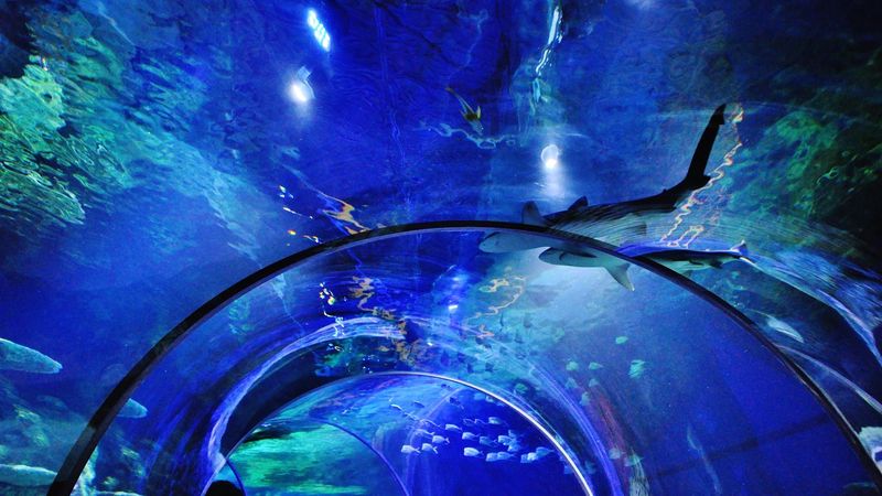 An Ocean Tucked Inside a Mall