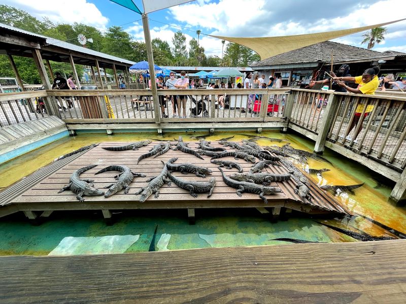 An Old Florida Gator Park on Orange Blossom Trail