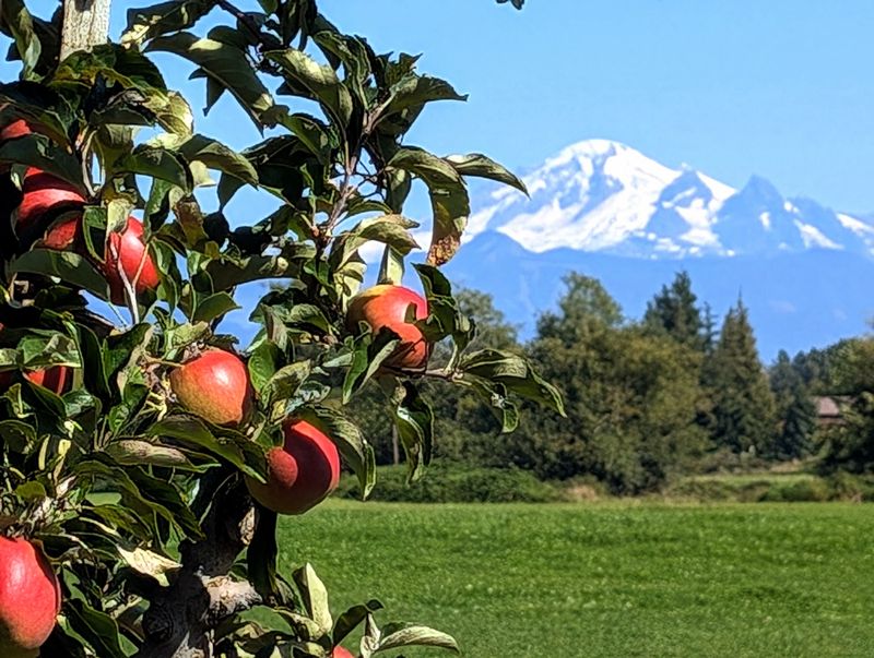 An Orchard Stop on the Road to Lynden