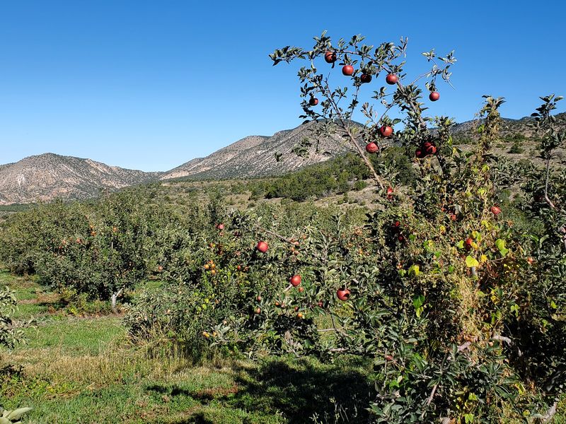 An Orchard Tucked Into Cottonwood Canyon