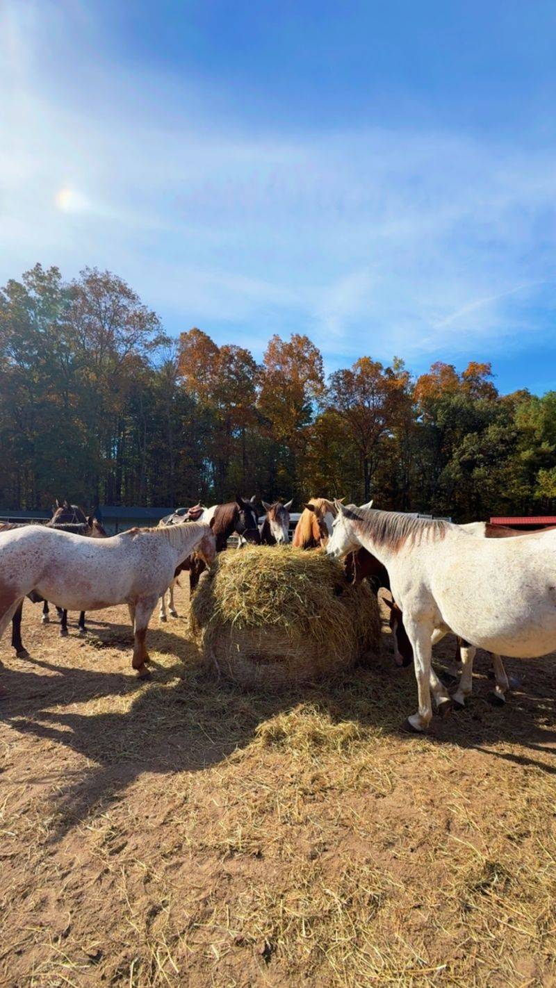 Animal Care at the Center