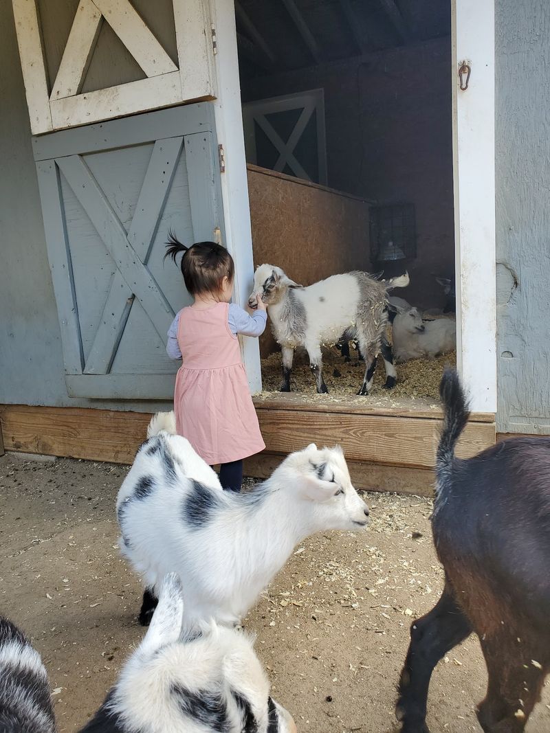Animal Farm Petting Zoo, Manorville, New York Animal Farm Petting Zoo, Manorville, New York