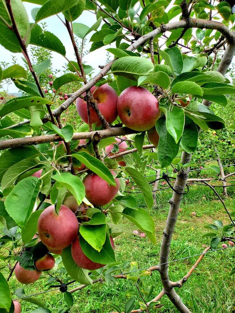 Antique Apples Worth the Hunt Antique Apples Worth the Hunt