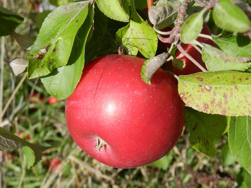Apple Picking Season Brings the Orchard to Life Apple Picking Season Brings the Orchard to Life