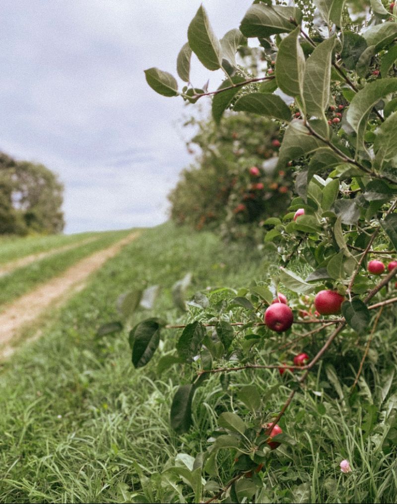 Apple Season Without the Crush Apple Season Without the Crush
