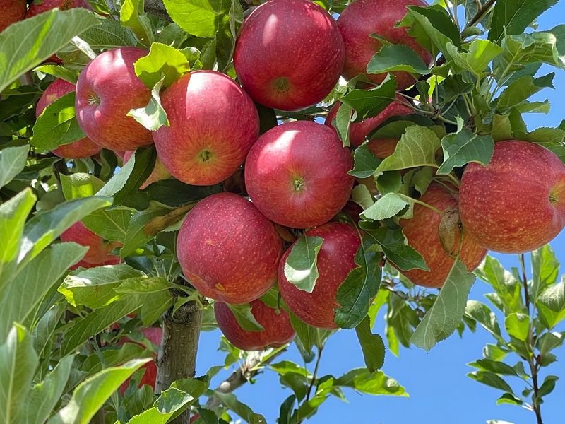 Apple Time in the Canyon