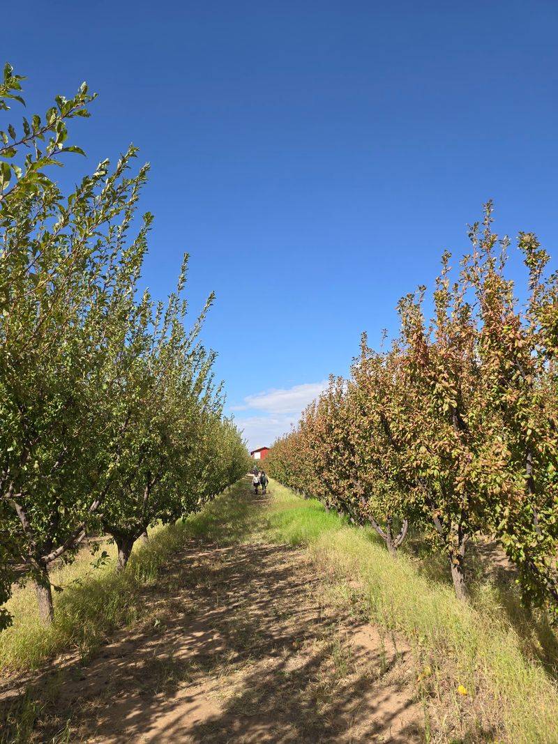 Apples, Pears, and a Pumpkin Patch Apples, Pears, and a Pumpkin Patch