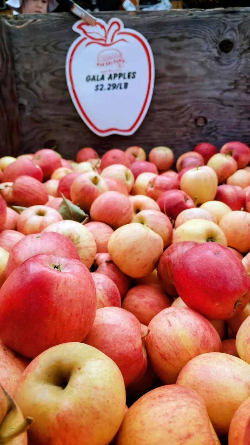 Apples Straight From the Trees Apples Straight From the Trees