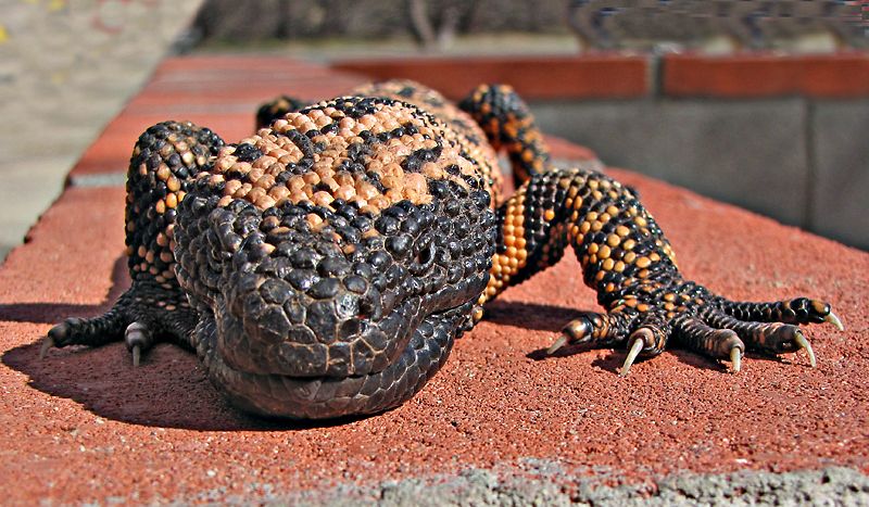 Arizona: Gila Monster, Tucson, Arizona Arizona: Gila Monster, Tucson, Arizona