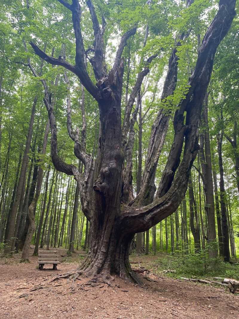 Asbury Woods Asbury Woods