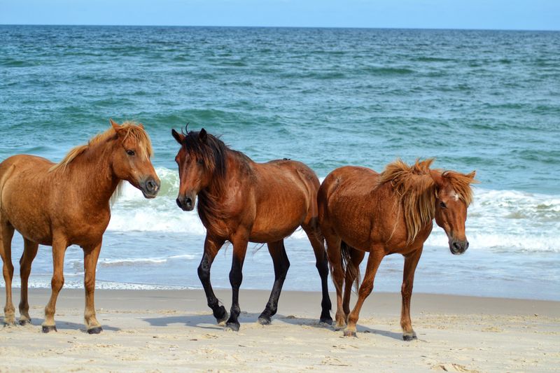 Assateague Island National Seashore, Maryland and Virginia Assateague Island National Seashore, Maryland and Virginia