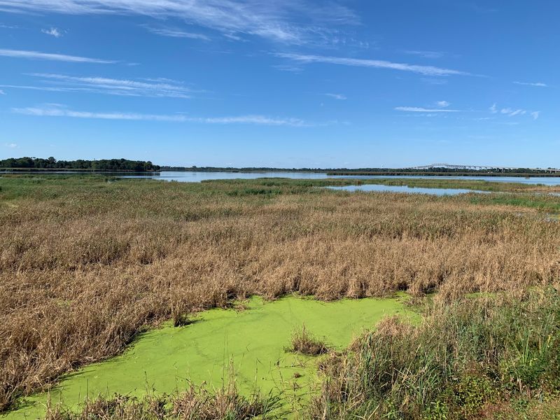 Augustine Wildlife Area, Middletown, Delaware