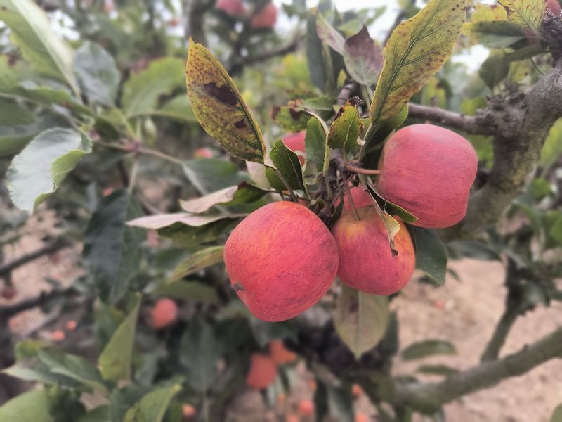 Autumn Apples Straight From the Branch