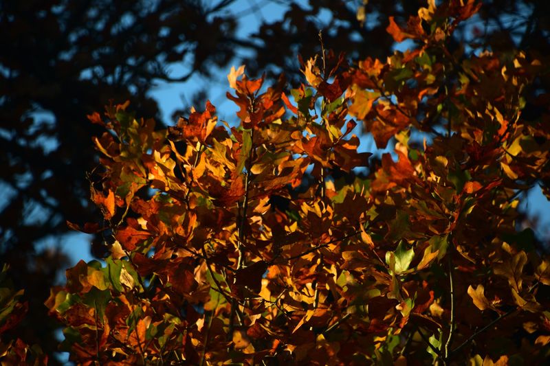 Autumn Color Along the Old Rail Line