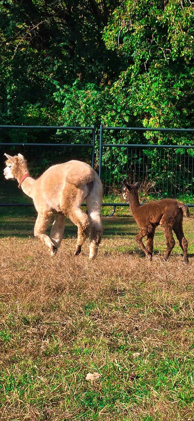 Baby Alpacas Steal The Show