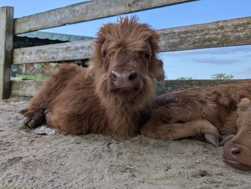 Baby Animal Cuddles Right at the Entrance