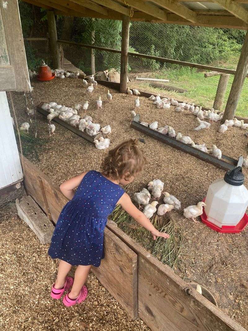 Baby Chicks, Hay Rides, and Room to Roam Baby Chicks, Hay Rides, and Room to Roam