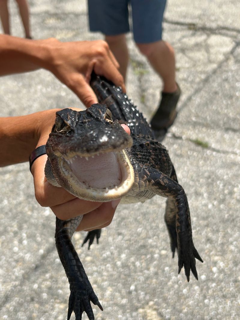 Baby Gators, Snakes and Birds Waiting Back at Base Baby Gators, Snakes and Birds Waiting Back at Base