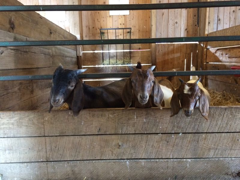 Baby Goats Get Extra Care