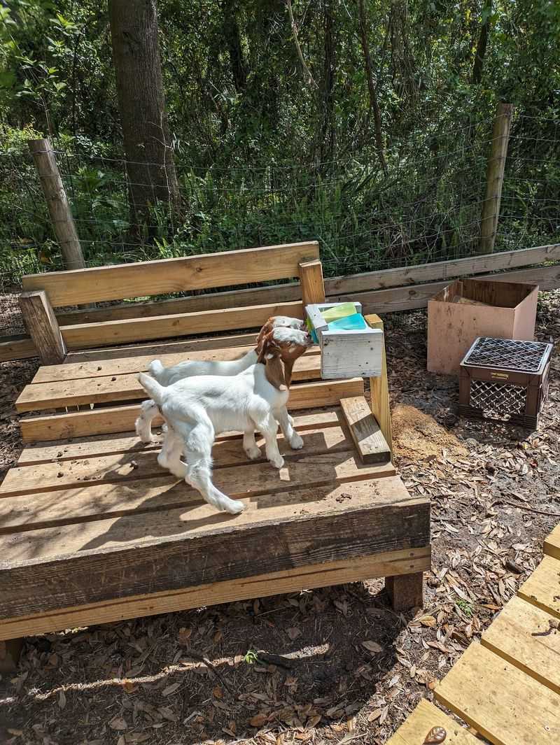 Baby Goats and Photo-Worthy Moments Baby Goats and Photo-Worthy Moments