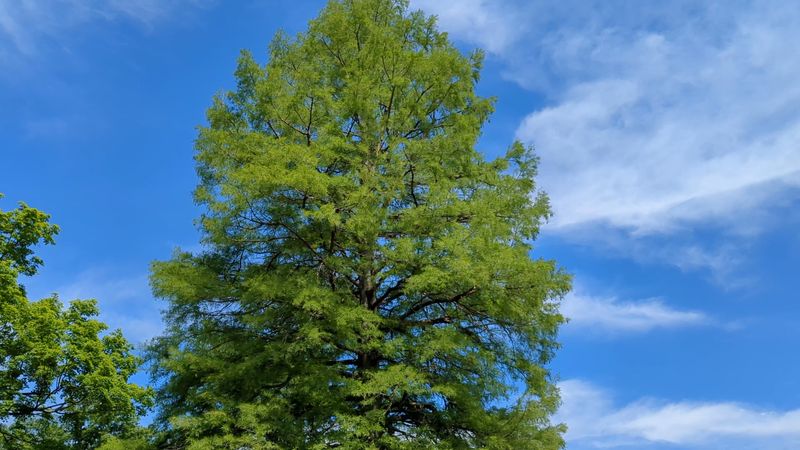 Bald Cypress Giants Greet You At The Door