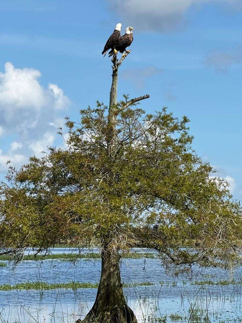 Bald Eagles, Turtles and the Famous River Cows Bald Eagles, Turtles and the Famous River Cows