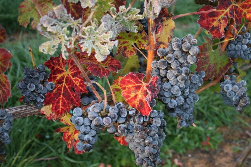 Barboursville Vineyards, Barboursville, Virginia