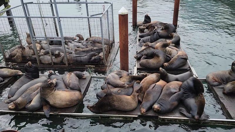 Barking Neighbors on the Sea Lion Docks