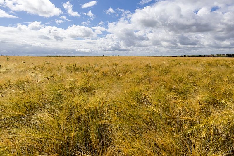 Barley
