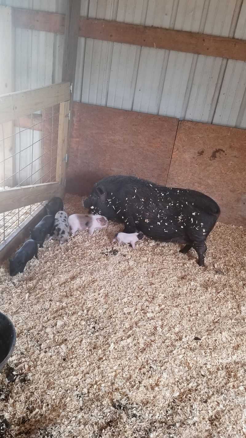 Barnyard Friends Beyond the Horses