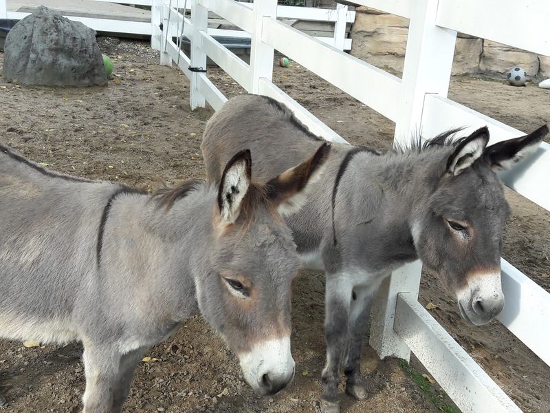 Barnyard Friends You Can Actually Touch Barnyard Friends You Can Actually Touch