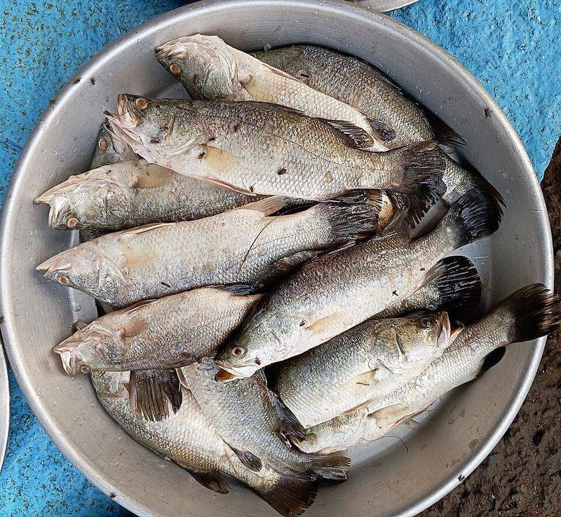 Barramundi Barramundi